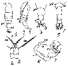 Espce Acartia (Acanthacartia) tumida - Planche 7 de figures morphologiques