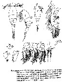 Espce Triconia borealis - Planche 15 de figures morphologiques