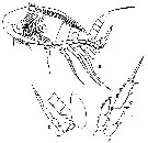 Espce Parvocalanus crassirostris - Planche 30 de figures morphologiques