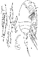 Espce Acrocalanus gibber - Planche 11 de figures morphologiques