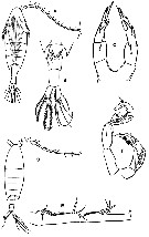 Espce Calanopia media - Planche 3 de figures morphologiques