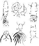 Espce Acartia (Acanthacartia) fossae - Planche 8 de figures morphologiques