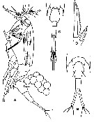 Espce Corycaeus (Ditrichocorycaeus) erythraeus - Planche 16 de figures morphologiques