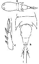 Espce Corycaeus (Ditrichocorycaeus) asiaticus - Planche 14 de figures morphologiques