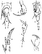 Espce Corycaeus (Ditrichocorycaeus) brehmi - Planche 10 de figures morphologiques