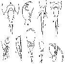 Espce Corycaeus (Onychocorycaeus) pumilus - Planche 7 de figures morphologiques