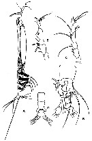 Espce Cymbasoma gracile - Planche 4 de figures morphologiques
