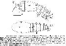 Espce Maemonstrilla turgida - Planche 5 de figures morphologiques