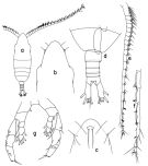 Espce Haloptilus oxycephalus - Planche 3 de figures morphologiques