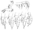 Espce Haloptilus spiniceps - Planche 3 de figures morphologiques