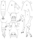 Espce Haloptilus ornatus - Planche 2 de figures morphologiques