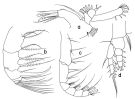 Espce Haloptilus ornatus - Planche 3 de figures morphologiques