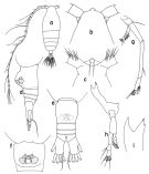 Espce Haloptilus longicornis - Planche 2 de figures morphologiques