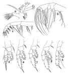 Espce Haloptilus longicornis - Planche 3 de figures morphologiques