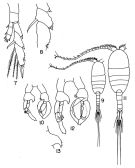 Espce Lucicutia flavicornis - Planche 4 de figures morphologiques