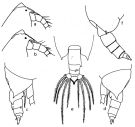 Espce Scolecocalanus stocki - Planche 2 de figures morphologiques