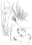 Espce Scolecocalanus stocki - Planche 3 de figures morphologiques