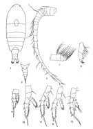 Espce Centropages karachiensis - Planche 1 de figures morphologiques