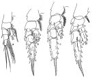 Espce Scolecocalanus stocki - Planche 4 de figures morphologiques