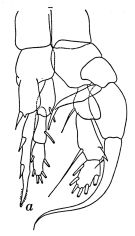Espce Centropages orsinii - Planche 2 de figures morphologiques
