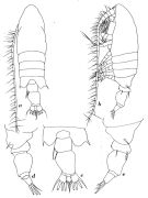 Espce Centropages aucklandicus - Planche 4 de figures morphologiques