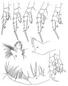 Espce Centropages aucklandicus - Planche 5 de figures morphologiques