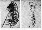 Espce Calanus finmarchicus - Planche 38 de figures morphologiques