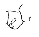 Espce Pareucalanus sewelli - Planche 2 de figures morphologiques