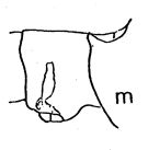 Espce Eucalanus hyalinus - Planche 5 de figures morphologiques