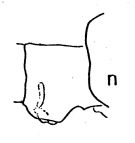 Espce Eucalanus inermis - Planche 2 de figures morphologiques