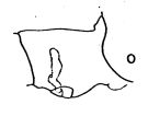 Espce Eucalanus bungii - Planche 2 de figures morphologiques