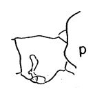 Espce Eucalanus californicus - Planche 3 de figures morphologiques