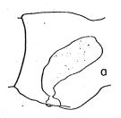 Espce Subeucalanus subtenuis - Planche 2 de figures morphologiques