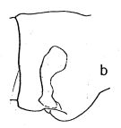 Espce Subeucalanus mucronatus - Planche 2 de figures morphologiques