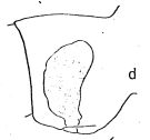 Espce Subeucalanus longiceps - Planche 4 de figures morphologiques