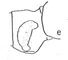 Espce Subeucalanus monachus - Planche 2 de figures morphologiques