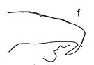 Espce Subeucalanus pileatus - Planche 3 de figures morphologiques