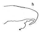 Espce Subeucalanus subcrassus - Planche 3 de figures morphologiques