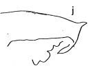 Espce Subeucalanus dentatus - Planche 3 de figures morphologiques
