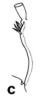 Espce Euchirella similis - Planche 12 de figures morphologiques