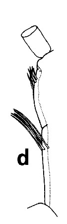 Espce Euchirella maxima - Planche 29 de figures morphologiques