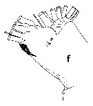 Espce Batheuchaeta lamellata - Planche 11 de figures morphologiques