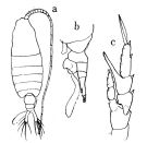 Espce Centropages longicornis - Planche 2 de figures morphologiques