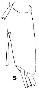 Espce Undeuchaeta incisa - Planche 34 de figures morphologiques