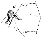 Espce Euchirella curticauda - Planche 32 de figures morphologiques