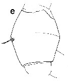 Espce Euchirella unispina - Planche 9 de figures morphologiques