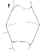 Espce Euchirella similis - Planche 13 de figures morphologiques