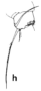 Espce Batheuchaeta lamellata - Planche 13 de figures morphologiques