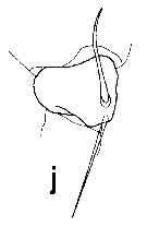 Espce Undeuchaeta incisa - Planche 36 de figures morphologiques