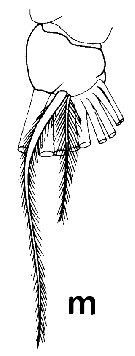 Espce Pseudochirella obesa - Planche 26 de figures morphologiques